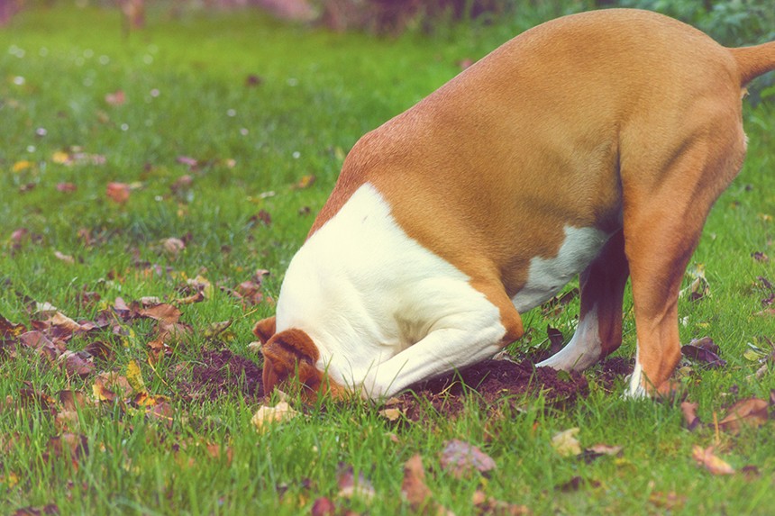 PREČO VÁŠ PES ZAHRABÁVA JEDLO? SPRÁVANIE PSOV OČAMI BEHAVIORISTU