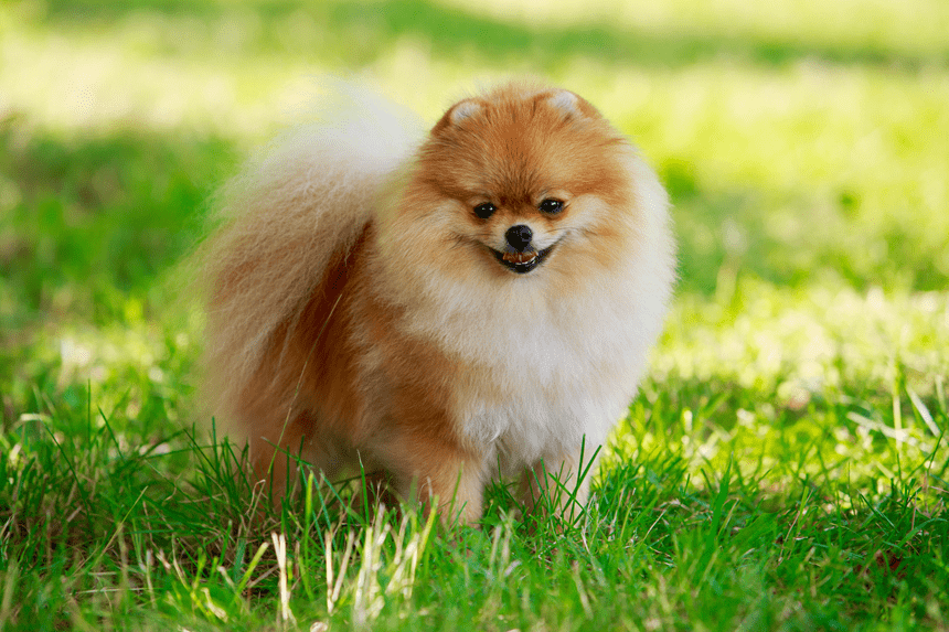 POMERANIAN ALEBO MINIATÚRNY ŠPIC - KŔMENIE. AKÁ BY MALA BYŤ JEHO STRAVA?