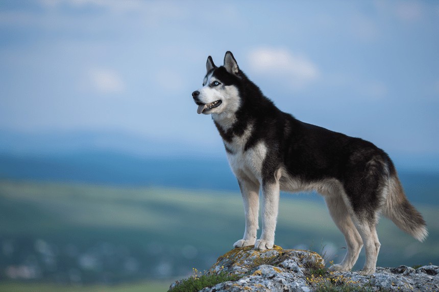 SIBÍRSKY HUSKY VŠETKO O PLEMENE, TAJOMSTVÁ STAROSTLIVOSTI