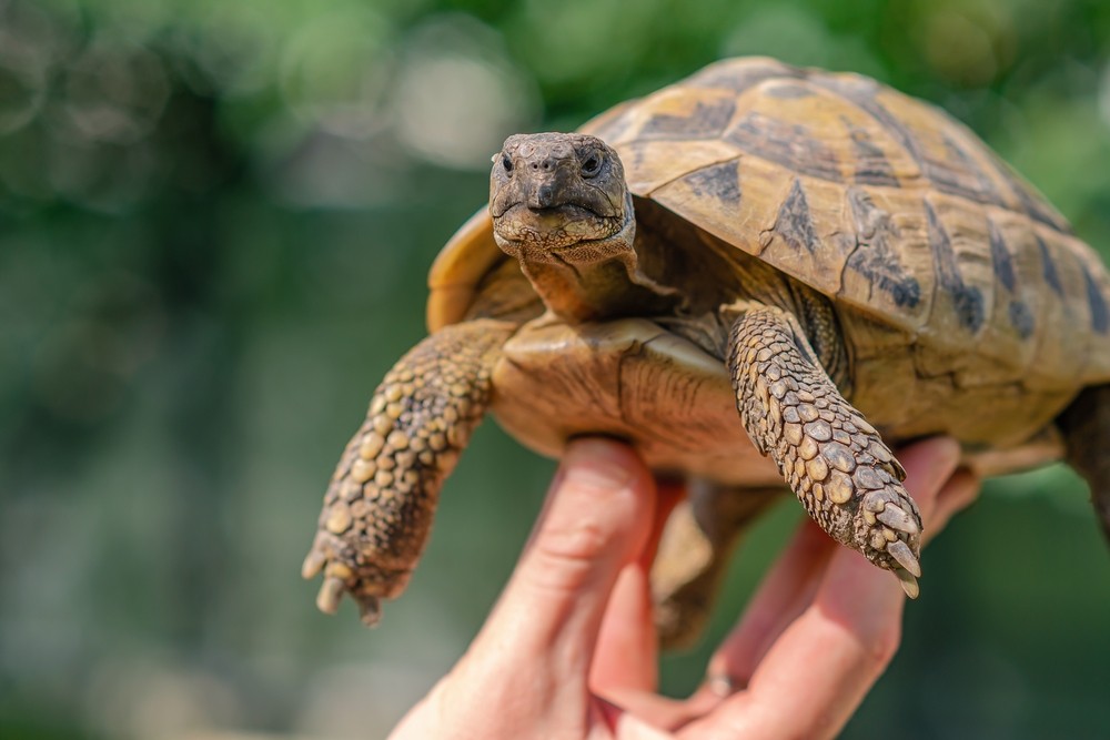 KORYTNAČKA GRÉCKA (TESTUDO HERMANNI) - ROZMNOŽOVANIE, ROZŠÍRENIE A BIOTOP