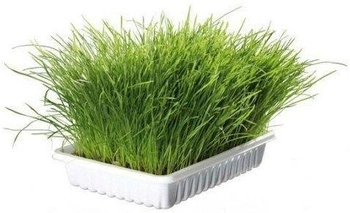 TRIXIE Mačacia tráva v miske 100 g